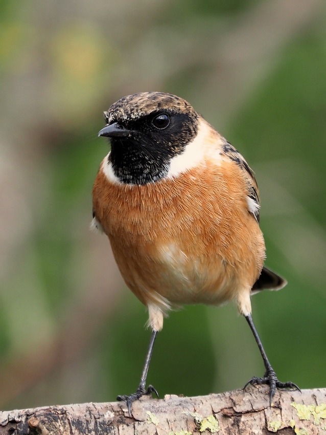 Saltimpalo (Saxicola torquatus)